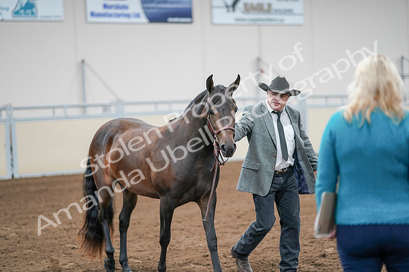 2020 - AB Morgan Horse - Sat, Sept 05 - 00145