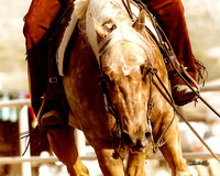 Arabians - 041