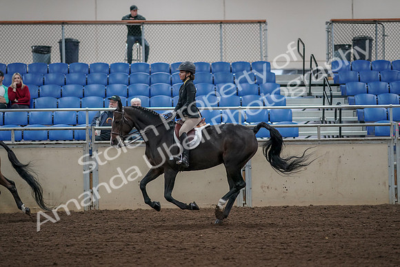 2019 Morgan Horse Show - Aug 31, 2019 - 05121