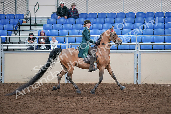 2020 - AB Morgan Horse - Sat, Sept 05 - 13899