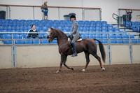 2019 Morgan Horse Show - Sept 01, 2019 - 06222