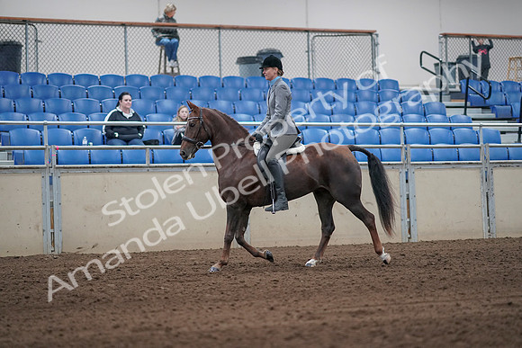 2019 Morgan Horse Show - Sept 01, 2019 - 06222