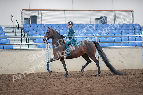 2019 Morgan Horse Show - Aug 30, 2019 - 17851