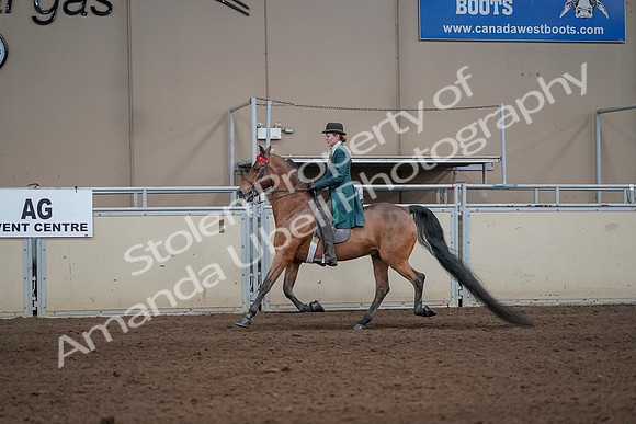 2019 Morgan Horse Show - Sept 01, 2019 - 13191