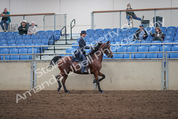 2019 Morgan Horse Show - Aug 31, 2019 - 08874