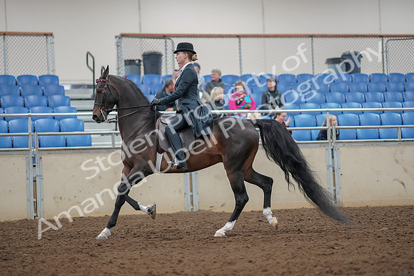 2019 Morgan Horse Show - Aug 30, 2019 - 25012