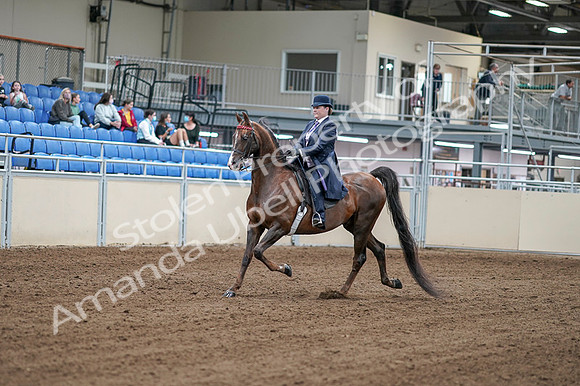 2020 - AB Morgan Horse - Fri, Sept 04 - 07880