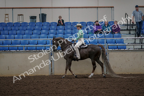2019 Morgan Horse Show - Aug 30, 2019 - 25956