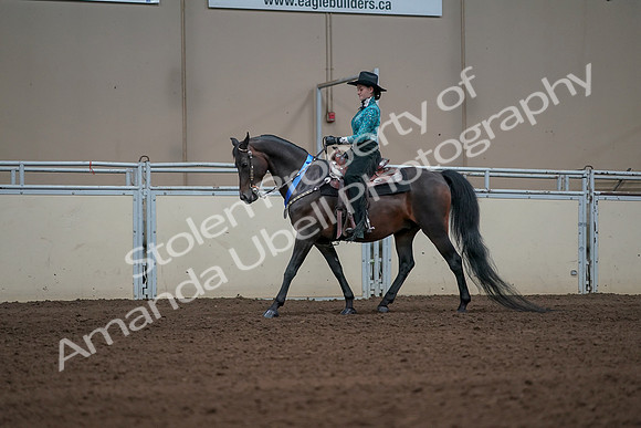 2019 Morgan Horse Show - Sept 01, 2019 - 07304