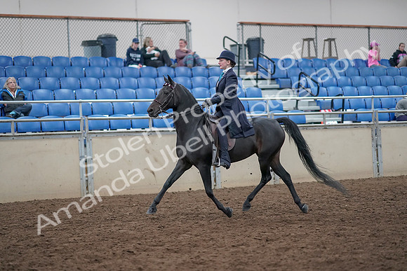 2019 Morgan Horse Show - Aug 31, 2019 - 17999