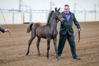 2020 - AB Morgan Horse - Fri, Sept 04 - 06196