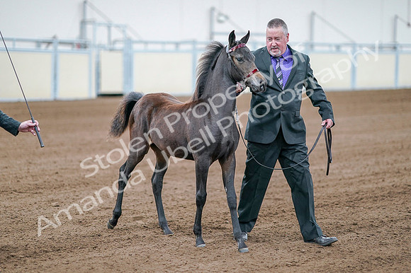 2020 - AB Morgan Horse - Fri, Sept 04 - 06196