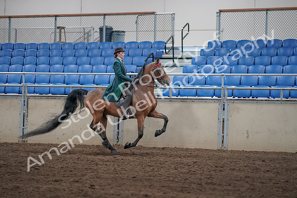 2019 Morgan Horse Show - Sept 01, 2019 - 13408