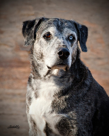 Dogs and Cats - 006