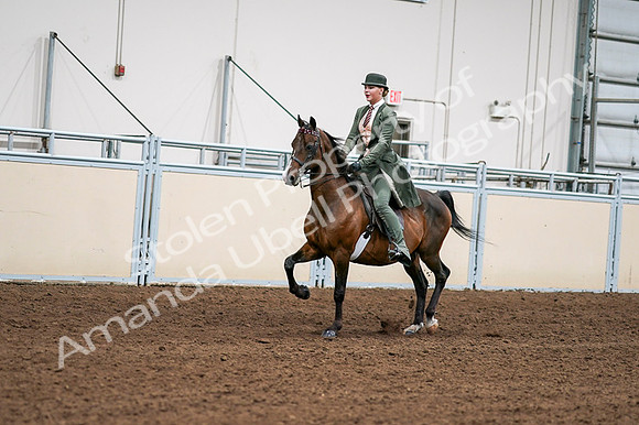2020 - AB Morgan Horse - Fri, Sept 04 - 03284