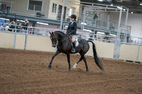 2020 - AB Morgan Horse - Fri, Sept 04 - 05798