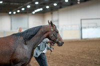 2020 - AB Morgan Horse - Sat, Sept 05 - 00185