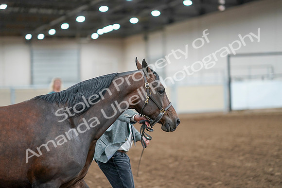 2020 - AB Morgan Horse - Sat, Sept 05 - 00185