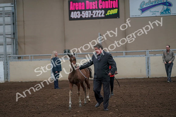 2019 Morgan Horse Show - Aug 31, 2019 - 00386