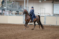 2020 - AB Morgan Horse - Fri, Sept 04 - 07864