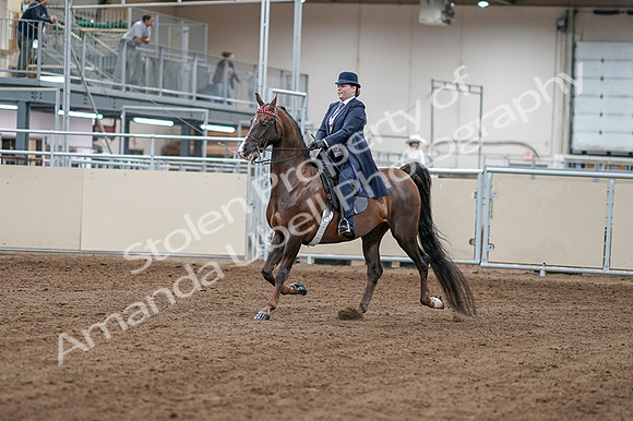 2020 - AB Morgan Horse - Fri, Sept 04 - 07864