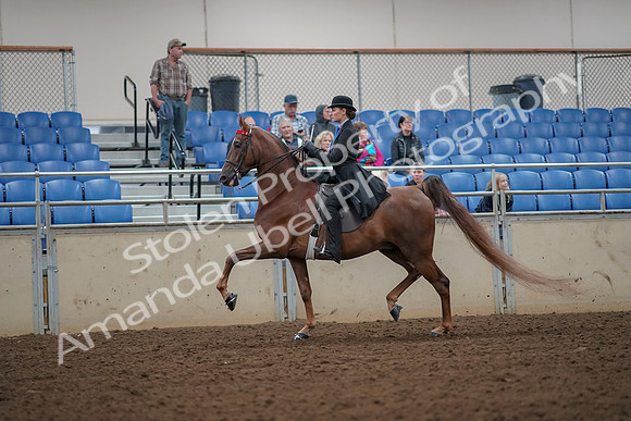 2019 Morgan Horse Show - Aug 30, 2019 - 24975