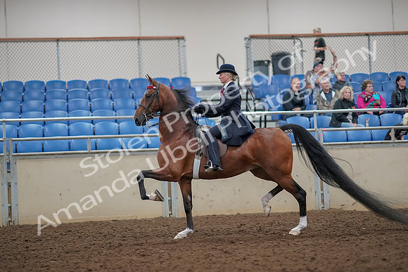 2019 Morgan Horse Show - Aug 30, 2019 - 25084