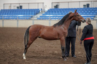 2019 Morgan Horse Show - Aug 31, 2019 - 00138