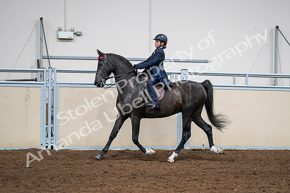 2020 - AB Morgan Horse - Fri, Sept 04 - 03020