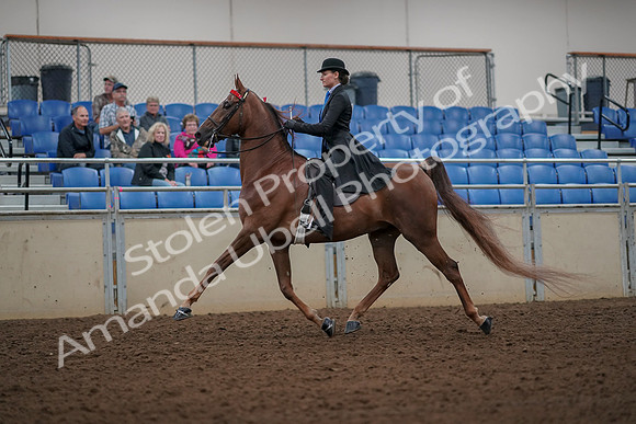 2019 Morgan Horse Show - Aug 30, 2019 - 25129