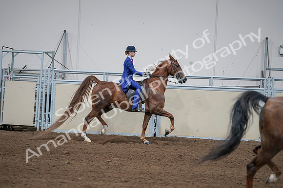 2020 - AB Morgan Horse - Fri, Sept 04 - 05150