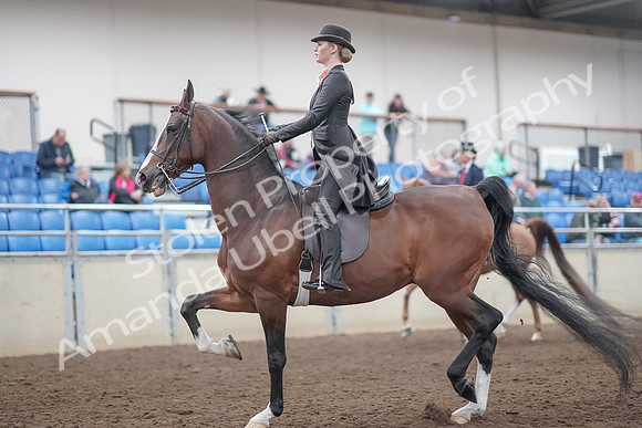 2019 Morgan Horse Show - Aug 31, 2019 - 08532