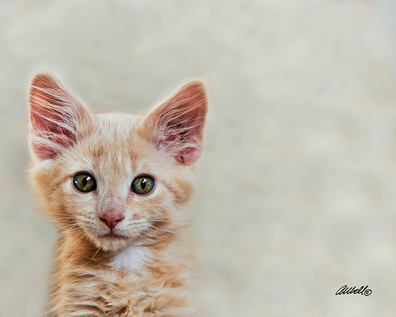 Dogs and Cats - 013