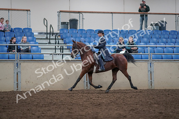 2019 Morgan Horse Show - Aug 31, 2019 - 09357
