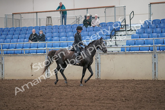 2019 Morgan Horse Show - Aug 31, 2019 - 07539