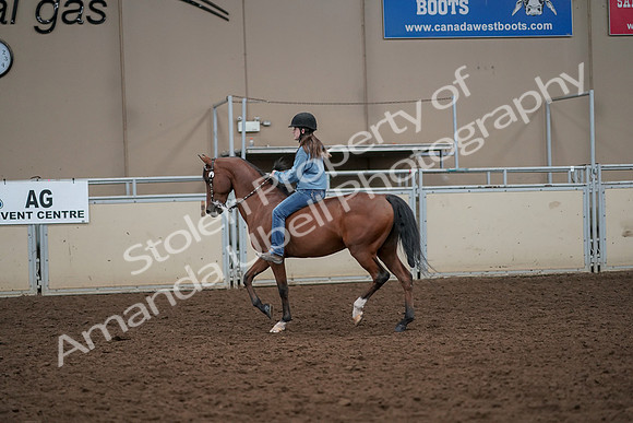 2019 Morgan Horse Show - Aug 30, 2019 - 31185