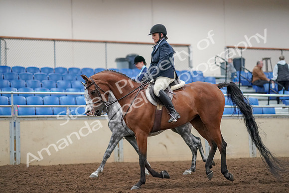 2019 Morgan Horse Show - Aug 30, 2019 - 22457