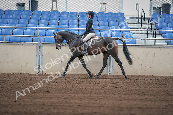 2019 Morgan Horse Show - Sept 01, 2019 - 03717