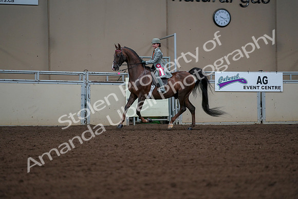 2019 Morgan Horse Show - Aug 30, 2019 - 18226