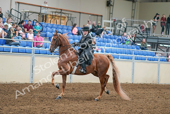 2020 - AB Morgan Horse - Sat, Sept 05 - 07983