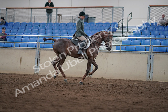 2019 Morgan Horse Show - Sept 01, 2019 - 08843