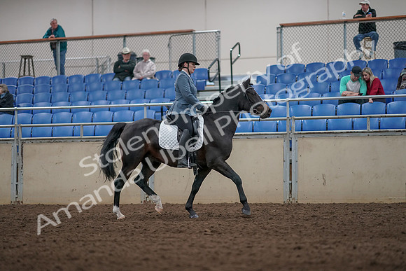 2019 Morgan Horse Show - Aug 31, 2019 - 07441