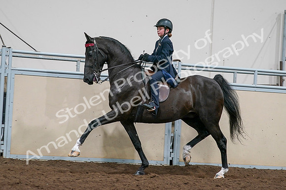 2020 - AB Morgan Horse - Fri, Sept 04 - 03238