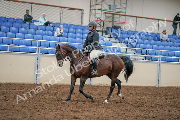 2020 - AB Morgan Horse - Sat, Sept 05 - 14465