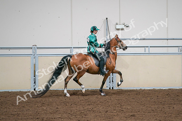 2020 - AB Morgan Horse - Fri, Sept 04 - 08700