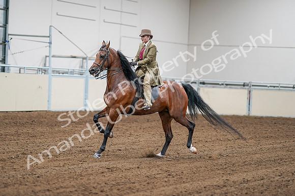 2020 - AB Morgan Horse - Sat, Sept 05 - 08067