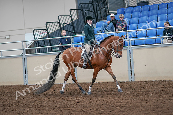 2020 - AB Morgan Horse - Sat, Sept 05 - 05098