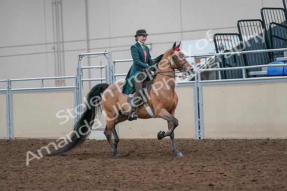 2020 - AB Morgan Horse - Sat, Sept 05 - 13853