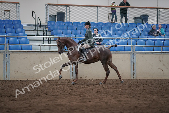 2019 Morgan Horse Show - Sept 01, 2019 - 08685