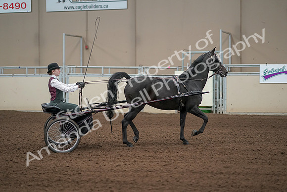 2019 Morgan Horse Show - Aug 31, 2019 - 04697